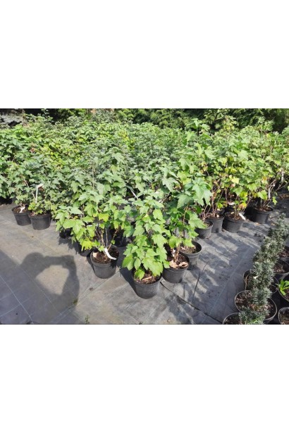 Смородина чёрная Софиевская (средне-поздняя) - 5л/вис.55-75см/Ø30-40см